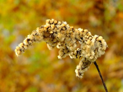 Orange seasonal vibrant