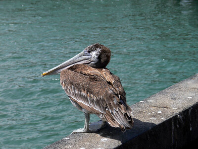 Brown Pelican, juvenile photo