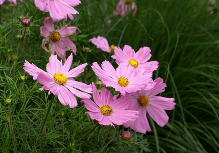Flower pink shrub summer photo