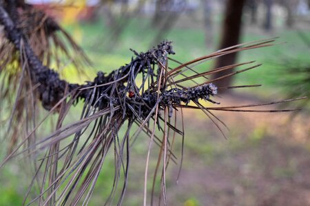 Branch dry season spruce