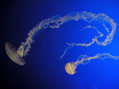 Dance jellyfish underwater photo