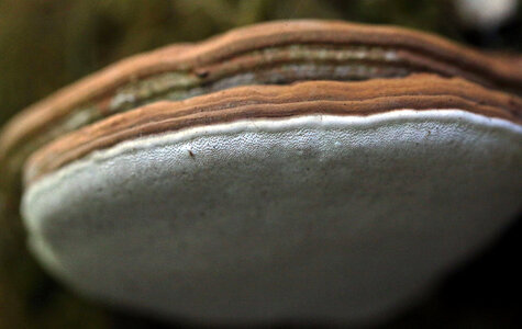 Ganoderma applanatum photo