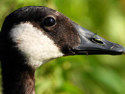 Close up face of a Canadian Goose photo