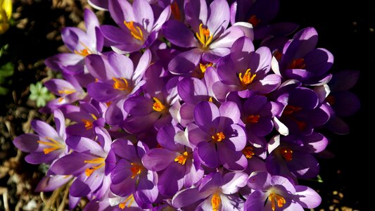 Color colorful violet