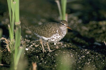 Bird rocks Scolopacidae
