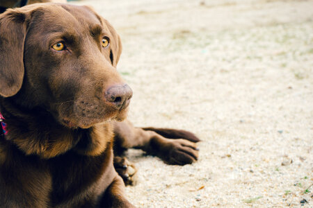 Brown dogs gray photo