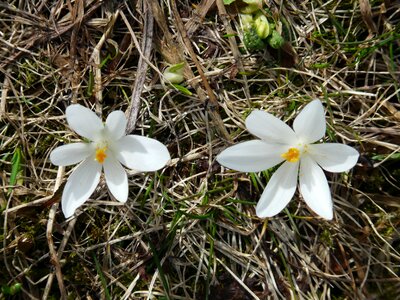 Flowers blossom bloom photo