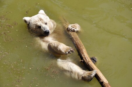 Teddy lazy rest photo