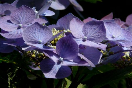 Nature flowers purple