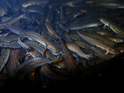 Burbot fingerlings photo