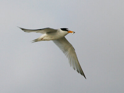Least tern with fish