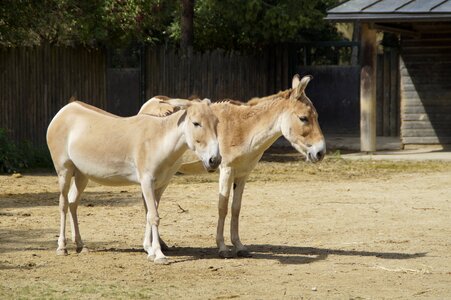 Horses donkey couple