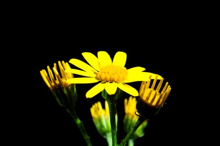 Yellow close up flower photo