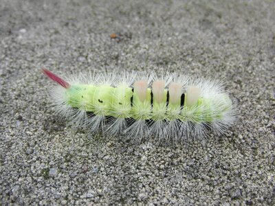 Nature caterpillar butterfly