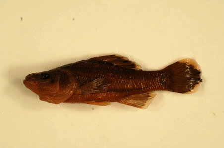 Aphredoderus sayanus-1