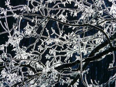 Hoarfrost branch frost photo