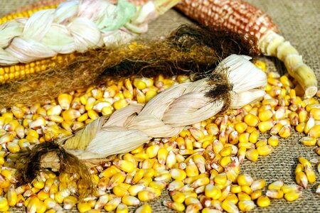 Agriculture cereal corn photo
