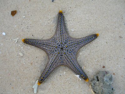 Marine life public record tropics
