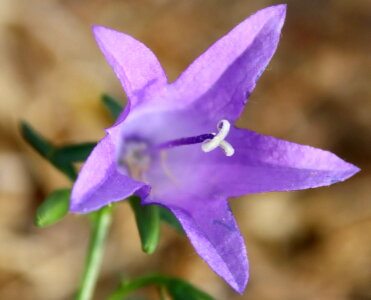 Beautiful Photo flora flower