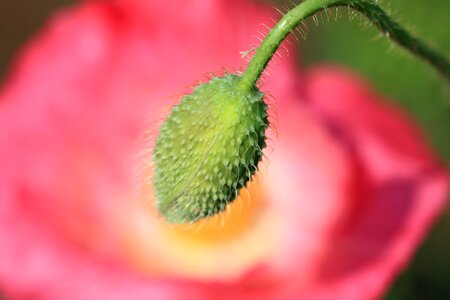 Beautiful beautiful flowers beautiful photo