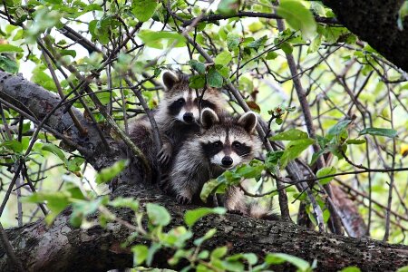 Fur tree woodland