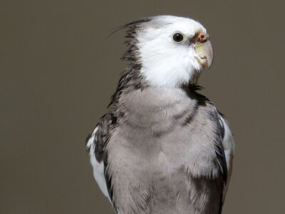 Animal animal world birdie