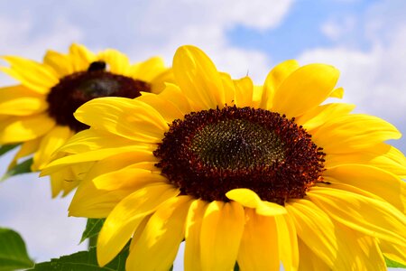 Agricultural agriculture beautiful flowers