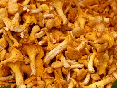 Cantharellus cibarius eierschwammerl reherl photo