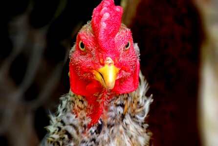 Chicken farm animal photo