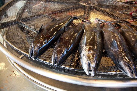 Diet fish flesh