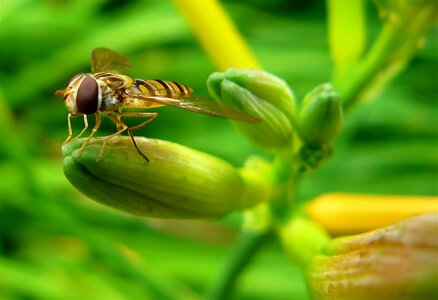 Insect macro nature macro photo