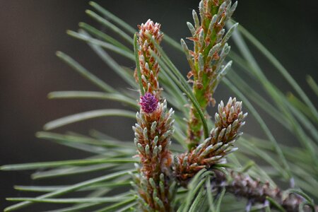 Flowering tree plant