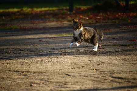 Young cat cat baby pet photo