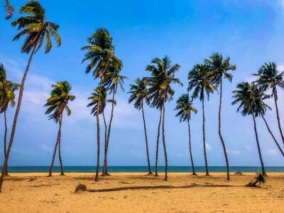 Landscape beach palm trees photo