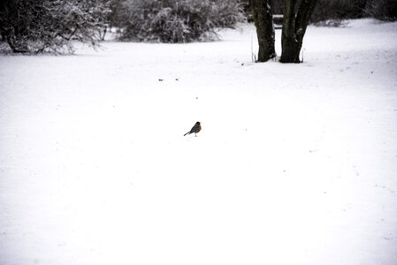 Robin in the snow photo
