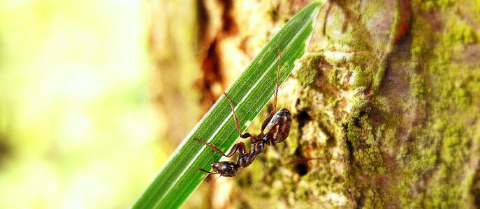 Animal insect wildlife photo