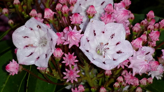 Background blossoming flora