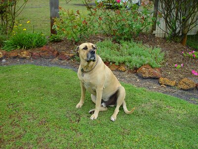 Backyard cane 