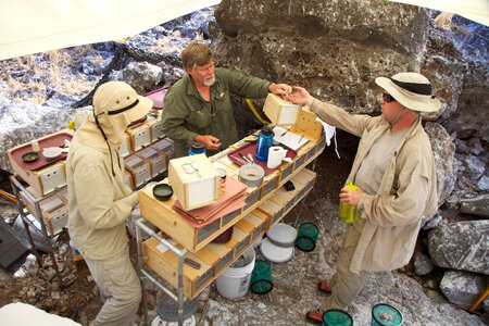 Nihoa Millerbird Translocation-3