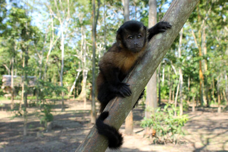 Amazon animal exotic