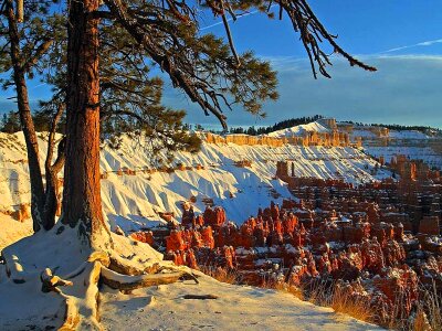 Canon pine snow photo