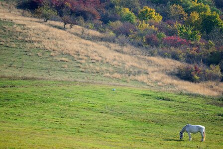 White horse photo