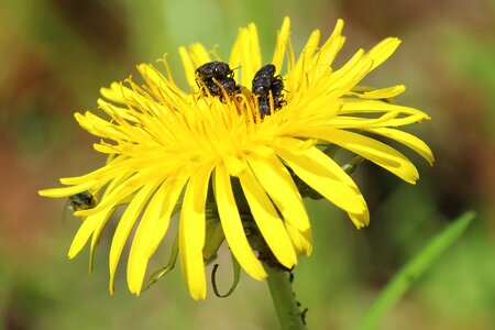Piggyback flower yellow