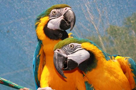 Bird macaw parrot cariamarillo