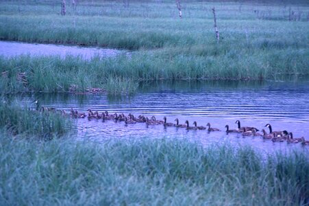 Canada geese line photo