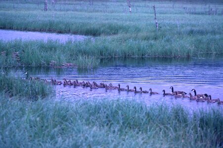 Canada geese line