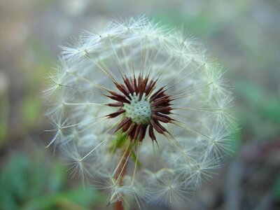 Blossom dandelion 