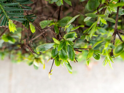 Leaves on Bush photo