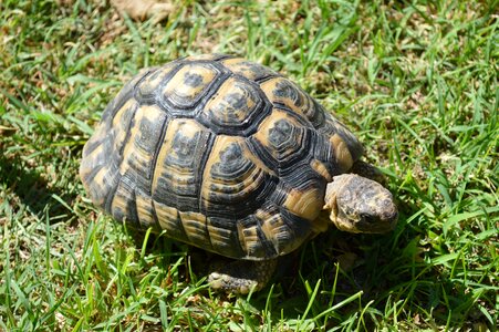 Turtle moorish turtle greek tortoise