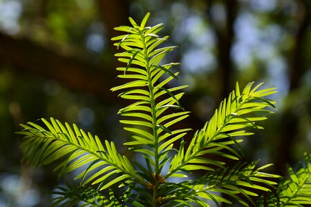 Green european yew taxus baccata photo